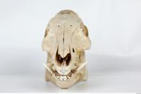Skull Boar - Sus scrofa 0020